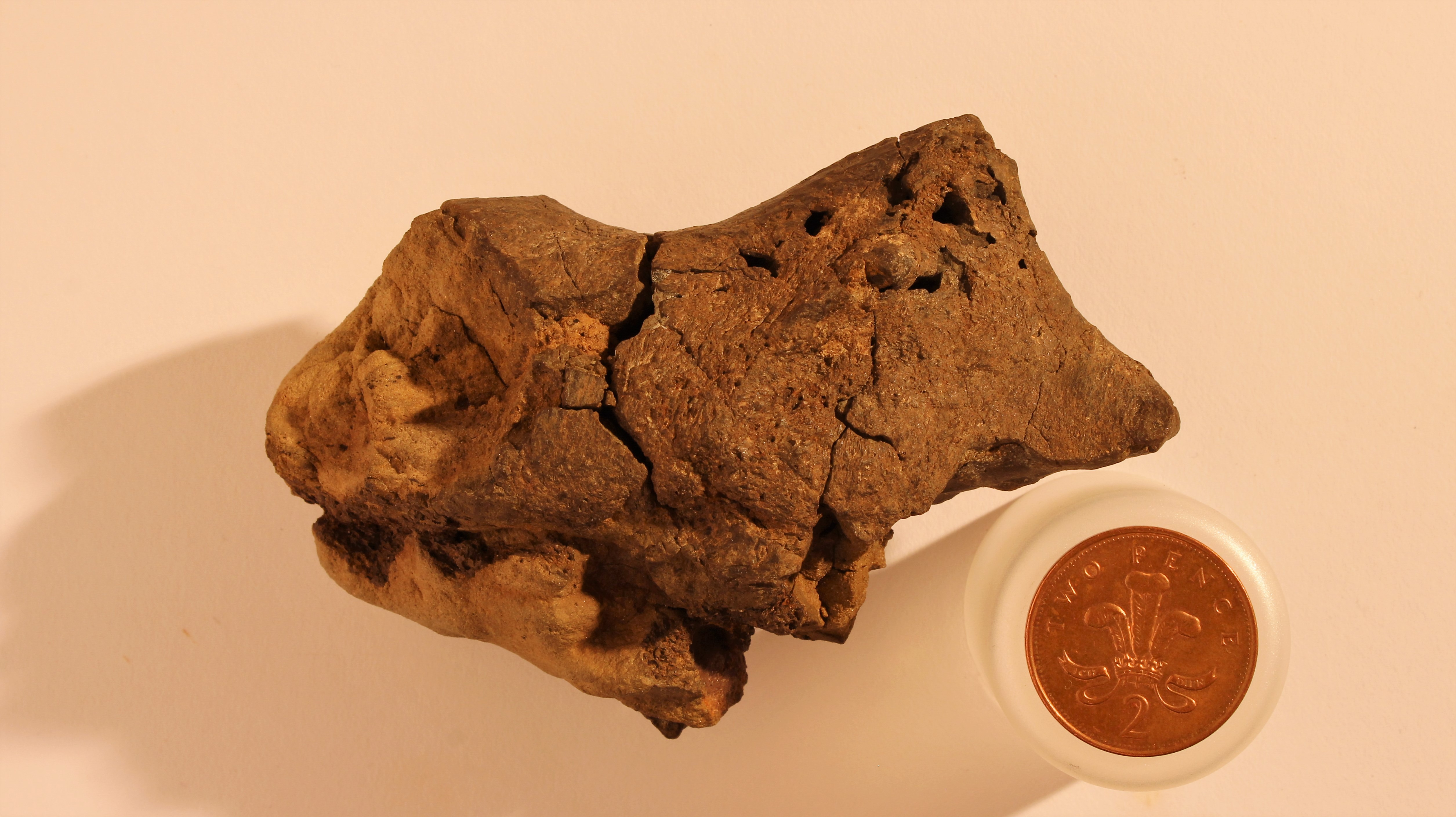 Fossilised dinosaur brain tissue identified for the first time 